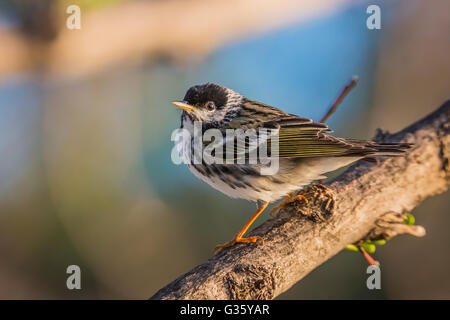 Blackpoll Warbler, Dendroica striata, foraging in Fort Jefferson during migration, Dry Tortugas National Park, Florida, USA Stock Photo