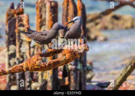 Brown Noddy, Anous stolidus, on the remains of Coaling Station for Fort Jefferson in Dry Tortugas National Park, Florida, USA Stock Photo