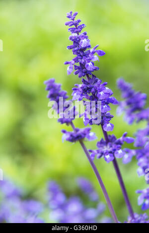 Blue Salvia (salvia farinacea) flowers blooming in the garden Stock Photo
