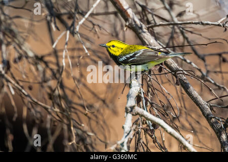 Black-throated Green Warbler, Dentroica virens, migrating  male at Fort Jefferson in Dry Tortugas National Park, Florida, USA Stock Photo