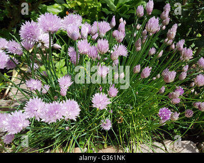 Schnittlauch, Allium; schoenoprasum Stock Photo