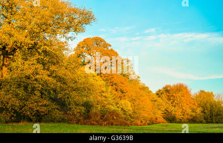 Dawn sunlight captured in the autumn trees on Hampstead Heath, London, UK.