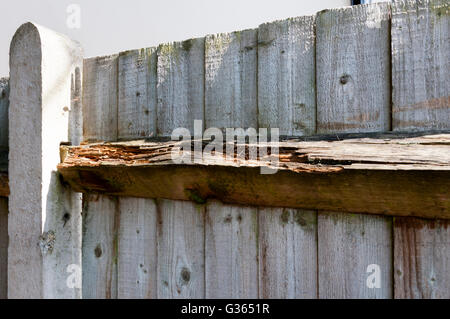 Rotten top rail of a wooden garden fence, waiting to be repaired. Stock Photo