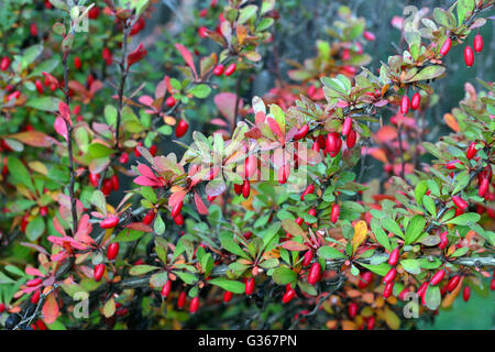 Red ripe barberries on the branches photo Stock Photo