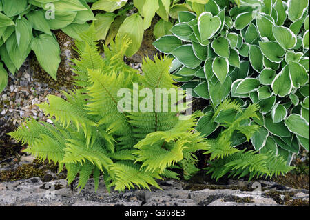 Hostas growing with wild ferns UK Stock Photo