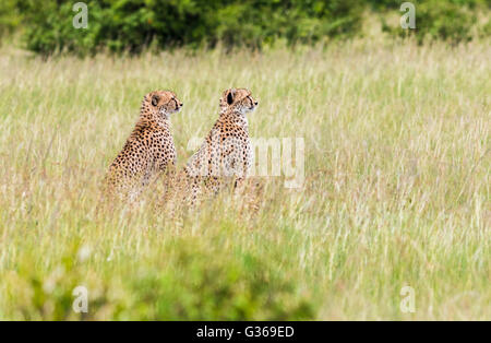 Two cheetahs in Masai Mara sitting in the the grass looking at something, Masai Mara, Kenya , Africa Stock Photo