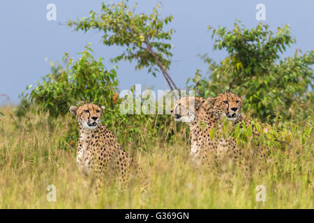 Three cheetahs sitting together in grass looking around like they are hunting, two looking towards camera, Masai Mara, Kenya Stock Photo