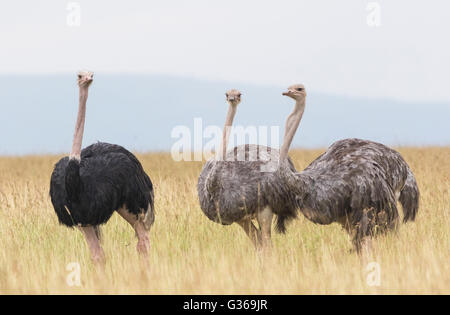 Three ostriches, one male and two females, in high grass in Masai Mara, Kenya, Africa Stock Photo