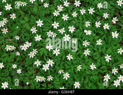 Group of blooming wood anemones Stock Photo