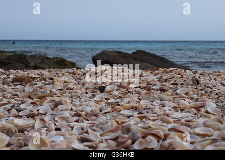 Horizon over the sea with cockleshells in the foreground Stock Photo