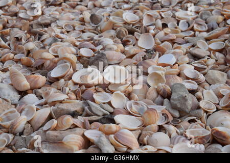 Close up of cockle shells on a beach Stock Photo