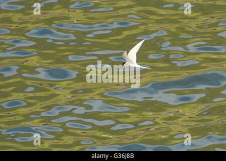 Arctic Tern, Sterna paradisaea, flying on the Faroe Islands Stock Photo