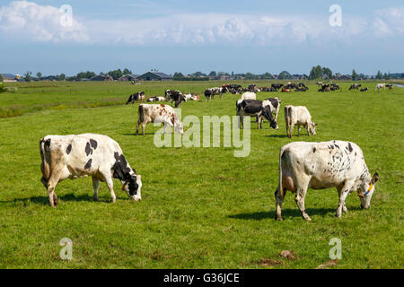 A typically Dutch scene: Flat countryside, flocked by Fresian cows on a sunny day in summer, Zegveld, Utrecht, The Netherlands. Stock Photo