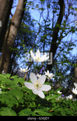 Wood anemones (anemone nemorosa) flower on the floor of a  deciduous woodland near Chesterfield, Derbyshire England UK EU Stock Photo