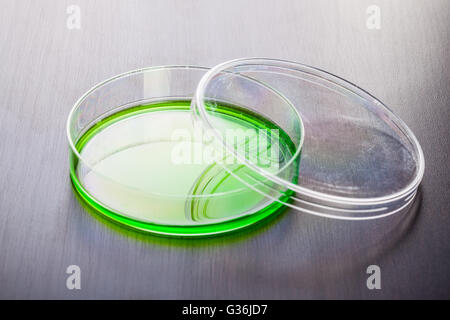 a petri dish filled with some green goo on a dark wooden surface Stock Photo