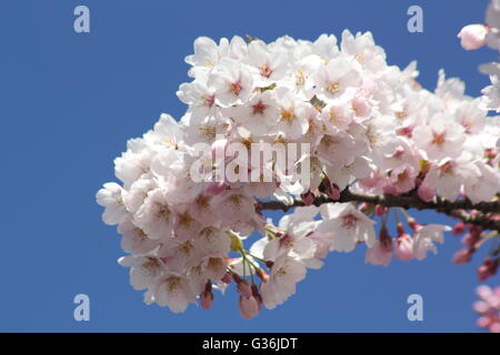 The blossoming flowers of a great white cherry tree (prunus tai haku) on a sunny, spring day in the East Midlands of England UK Stock Photo