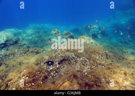 Two-banded bream (Diplodus Vulgaris) and Salema (Sarpa Salpa) on a reef. Stock Photo