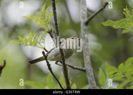 Willow Warbler Stock Photo