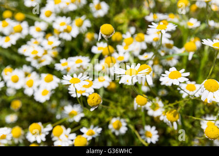 Camomile herb in its nature uncut form. Chamomile or camomile is the common name for several daisy-like plants commonly used to  Stock Photo