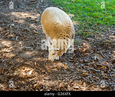 Single sheep foraging in brown dirt and dried leaves, facing to the side, with grass in corner. Stock Photo