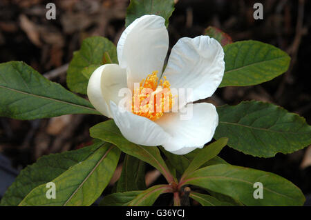 Franklin tree ,Franklinia alatamaha, Stock Photo