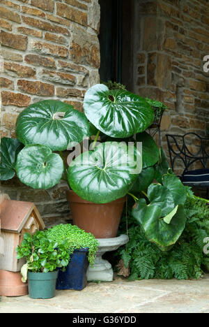 Giant leopard plant,   Ligularia tussilaginea 'Gigantea',    Farfugium japonicum Stock Photo