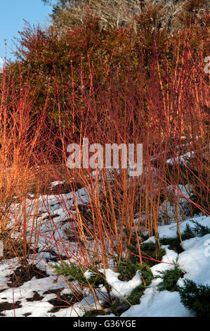 Cornus sanguinea, 'Midwinter Fire', Dogwood 'Midwinter Fire' Stock Photo