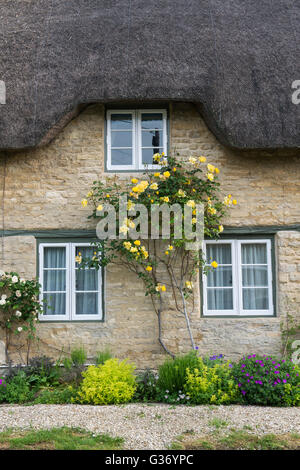 Yellow roses on the front of a thatched cottage. Minster Lovell, Oxfordshire, England Stock Photo