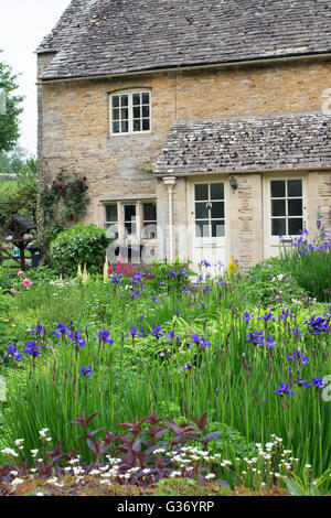 Iris sibirica flowers in a cottage garden. Upper Slaughter, Cotswolds, Gloucestershire, England Stock Photo