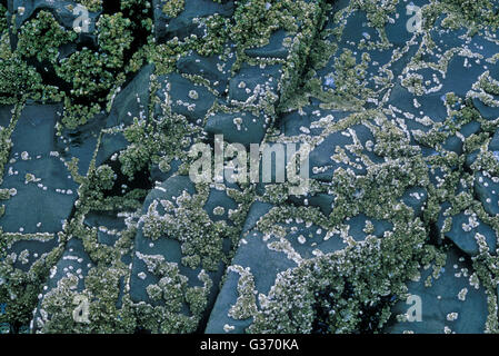 Barnacles and tide pools at Cannon Beach Oregon Stock Photo - Alamy
