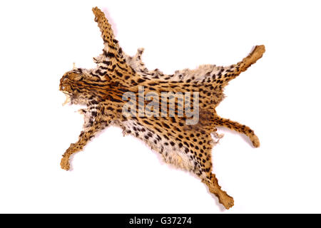 textured detail  skin or fur asian goldden cat or Temminck's cat  on white background Stock Photo