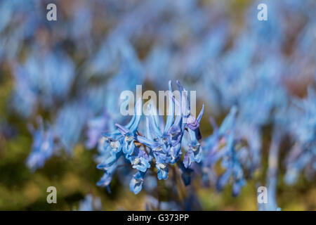 Beautiful China Blue or Corydalis Flexuosa flowers against blurred blue background Stock Photo