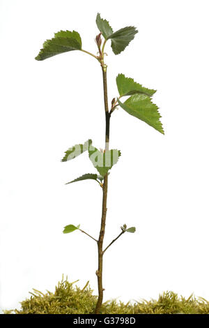 Birkenbaum; jungpflanze, Sproessling, Spross, Jungbaum
