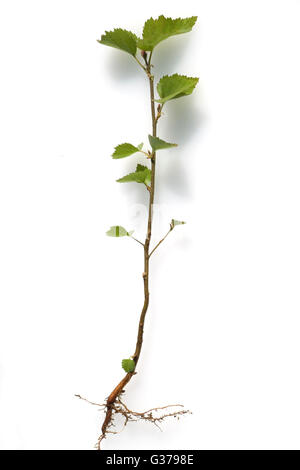 Birkenbaum; jungpflanze, Sproessling, Spross, Jungbaum