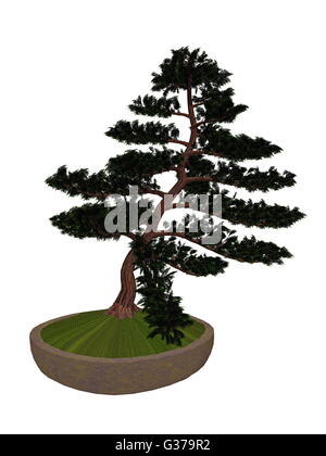 Hinoki false cypress, chamaecyparis obtusa, tree bonsai isolated in white background - 3D render Stock Photo