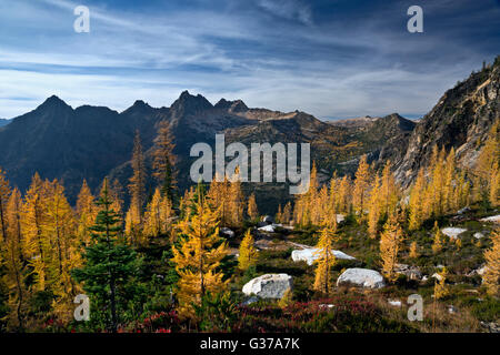 WA12727-00...WASHINGTON  - Larch trees below Liberty Bell and Early Winter Spires in the North Cascades. Stock Photo