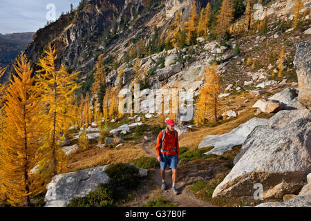 WA12737-00...WASHINGTON - Hiker on use-trail among the larch trees below Early Winter Spires in the North Cascades. Stock Photo