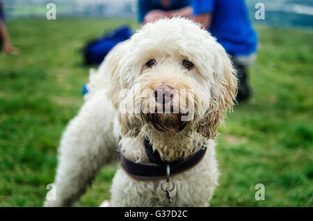 Dog outdoors in countryside, White Cockapoo Stock Photo