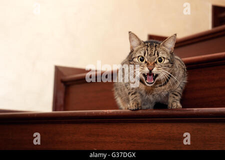 Hissing Tabby cat on stairs,looking at camera Stock Photo