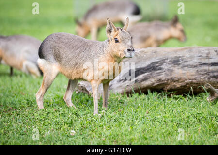 A Patagonian Cavy (Mara) pictured on pasture. Stock Photo