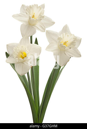 White narcissus flower isolated on white Stock Photo