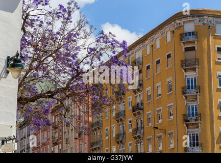 Jacaranda trees in blooming with purple flowers in eropean city Stock Photo
