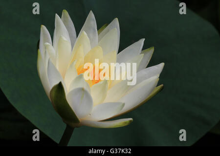 Opening yellow water lily flower with a bee, macro Stock Photo - Alamy