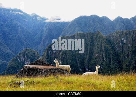 Two white llamas at Machu Picchu, Peru with mountains in background Stock Photo