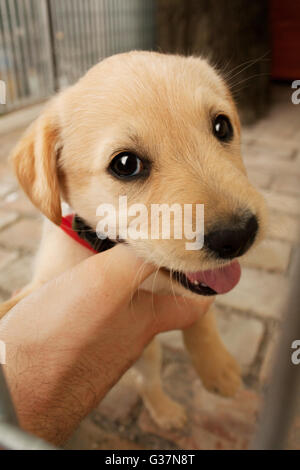 Sweet baby dog puppy in the cage looking at you.Animal adoption,protection,pet, and animal's emotion image. Golden retriever. Stock Photo