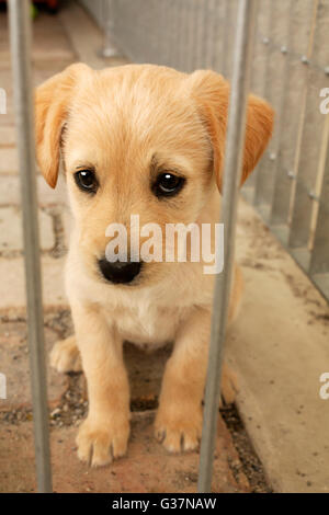 Sweet baby dog puppy in the cage looking at you.Animal adoption,protection,pet, and animal's emotion image. Golden retriever. Stock Photo