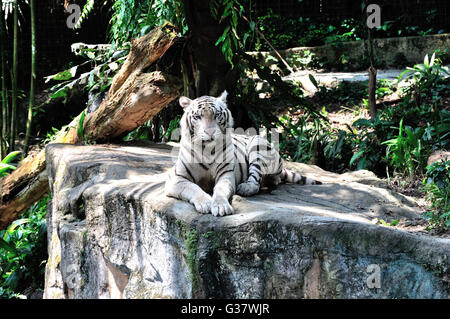 One White tiger sat on rock ,head up looking in to the lens .  can be seen in the Indian states of Assam, west Bengal ,Rewa. Stock Photo