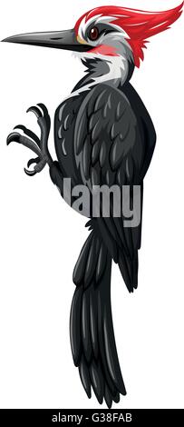 Black woodpecker on white background illustration Stock Vector