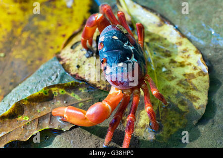 Christmas Island red crab (Gecarcoidea natalis) feeding on a leaf in a fresh water stream. Christmas Island, Australia. Stock Photo