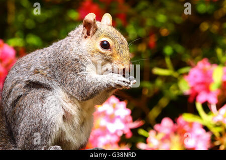 Leeds, West Yorkshire, UK. 9th June, 2016. A warm sunny day in Leeds near West Yorkshire saw increased activity in the wildlife. This grey squirrel was enjoying feeding on treats which were left by visitors to Golden Acre Park, Leeds. Taken on the 9th June 2016 in Leeds, West Yorkshire. Credit:  Andrew Gardner/Alamy Live News Stock Photo